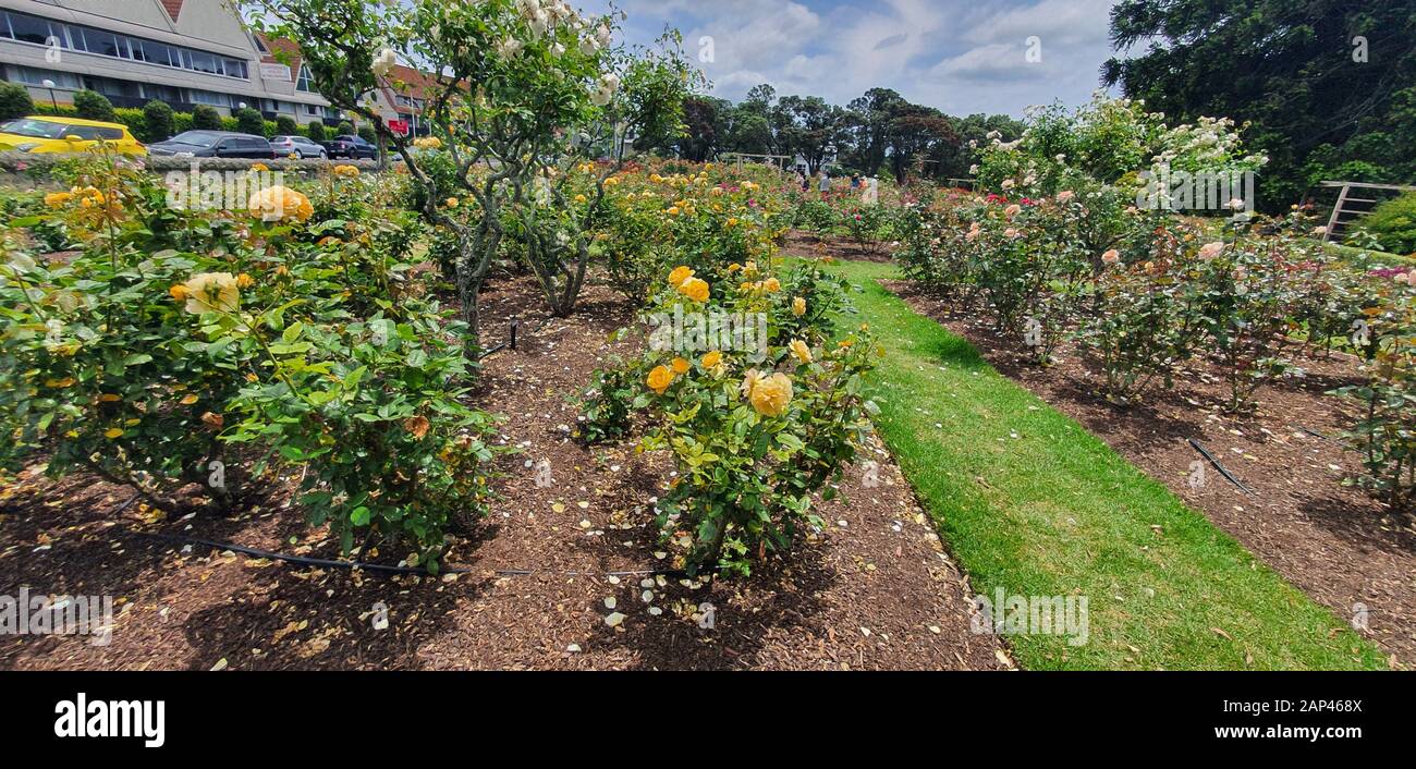 Parnell Rose Garden, Auckland / New Zealand December 14, 2019 The