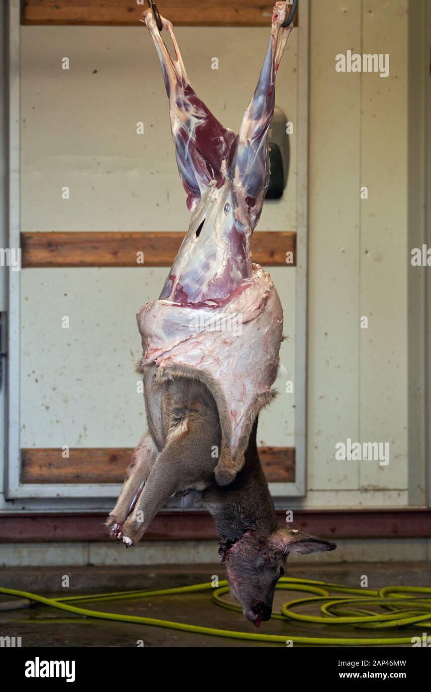 Roe deer getting skinned for processing Stock Photo Alamy