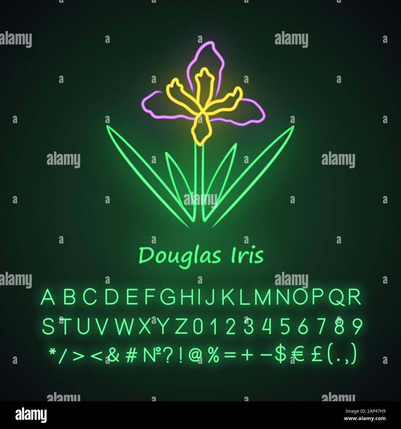 Douglas iris plant neon light icon. California blooming wildflower with name inscription. Garden flower, weed. Iris douglasiana. Glowing sign with alp Stock Vector