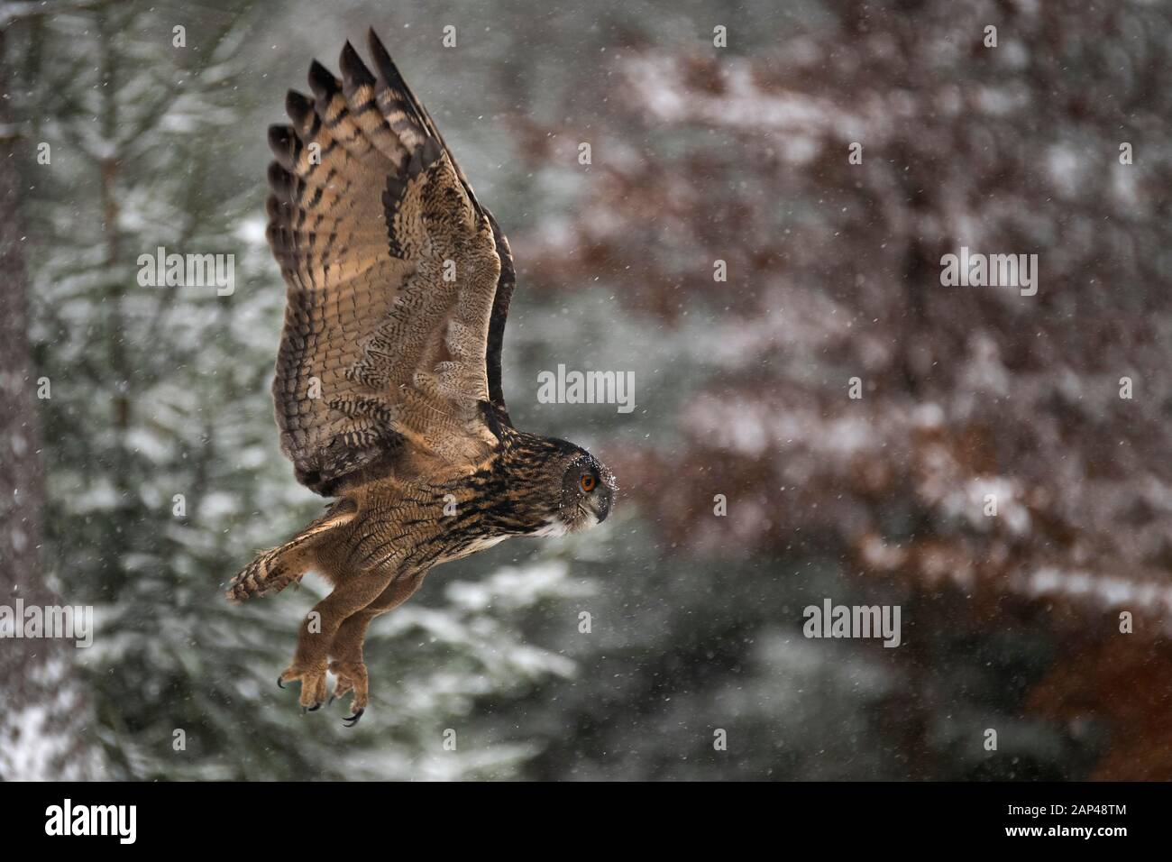 Eurasian eagle-owl (Bubo bubo) in flight in snowfall, Eifel, Germany Stock Photo