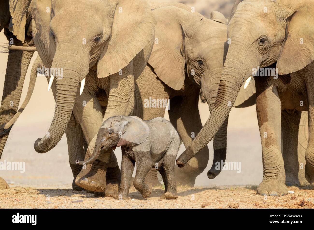 African Elephant (Loxodonta africana), desert-adapted elephant calf drinking at waterhole in desert, protected by the herd, Hoanib desert, Kaokoland, Stock Photo