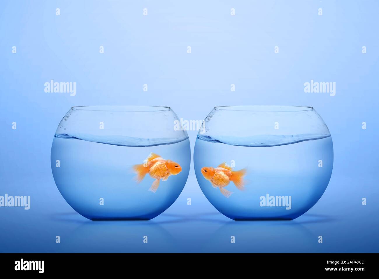 Goldfish in the fishbowl with blue background Stock Photo Alamy