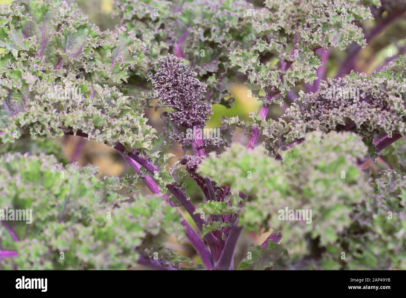 Kale texture hi-res stock photography and images - Alamy