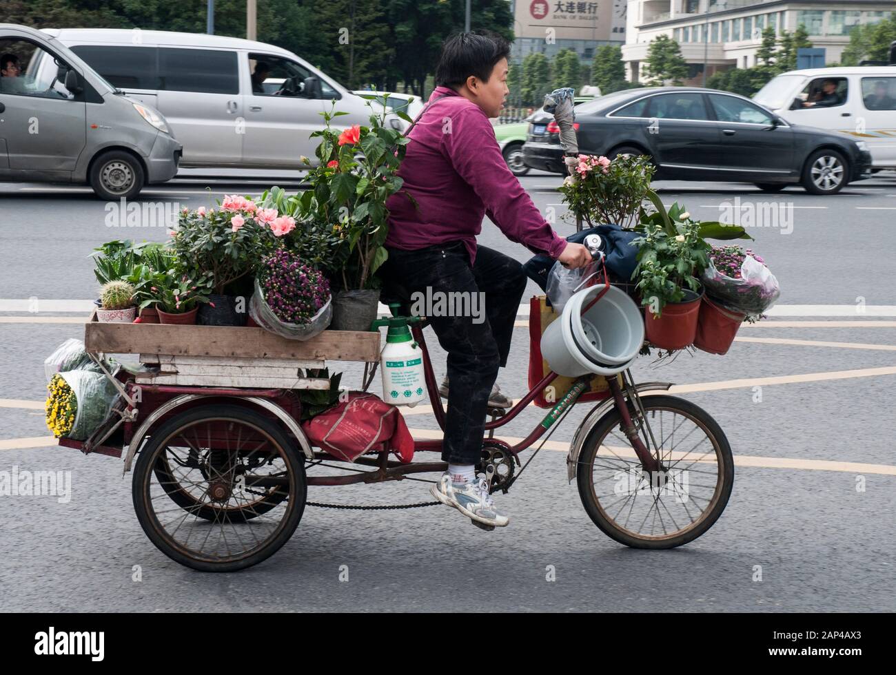 A woman cycles through Chengdu city traffic with a load of plants Stock Photo