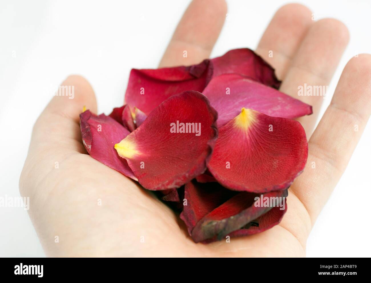 Rose petals isolated on white background Stock Photo - Alamy
