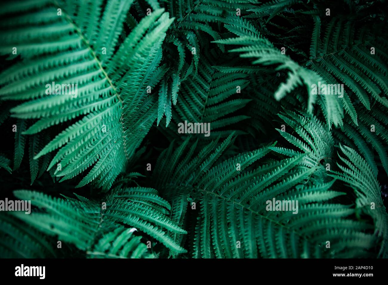 Green emerald moody color nature background trend. Tropical leaves of fern plant Stock Photo