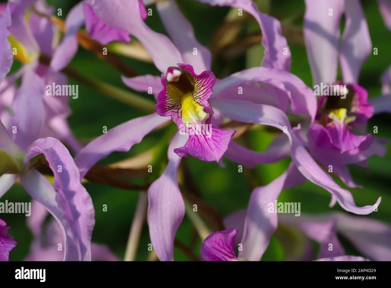 Close up of exotic pink and purple Schomburgkia Superbiens orchid flowers Stock Photo