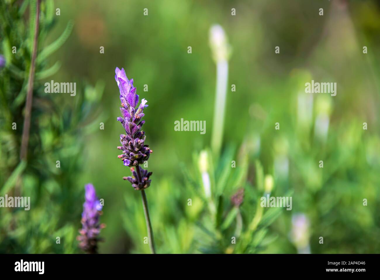 Lavender flower close-up on a green blurred background Stock Photo