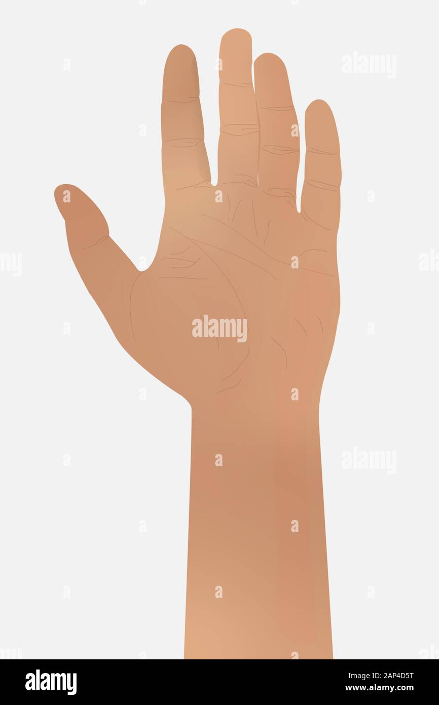 The man's hand is isolated on a white background. Stock Vector