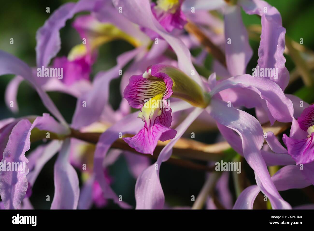Close up of exotic pink and purple Schomburgkia Superbiens orchid flowers Stock Photo
