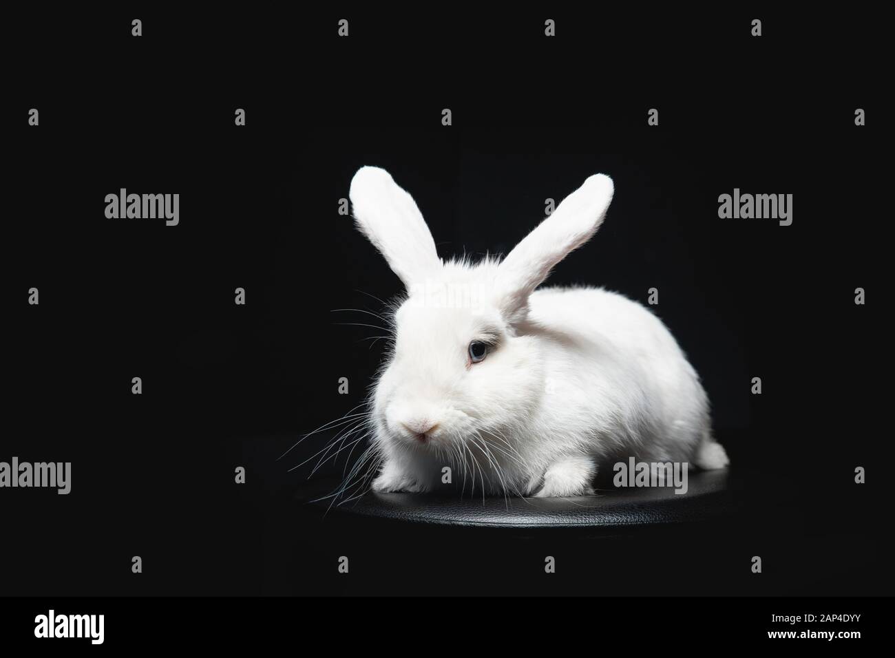 White fluffy rabbit with long ears on black isolated background Stock ...