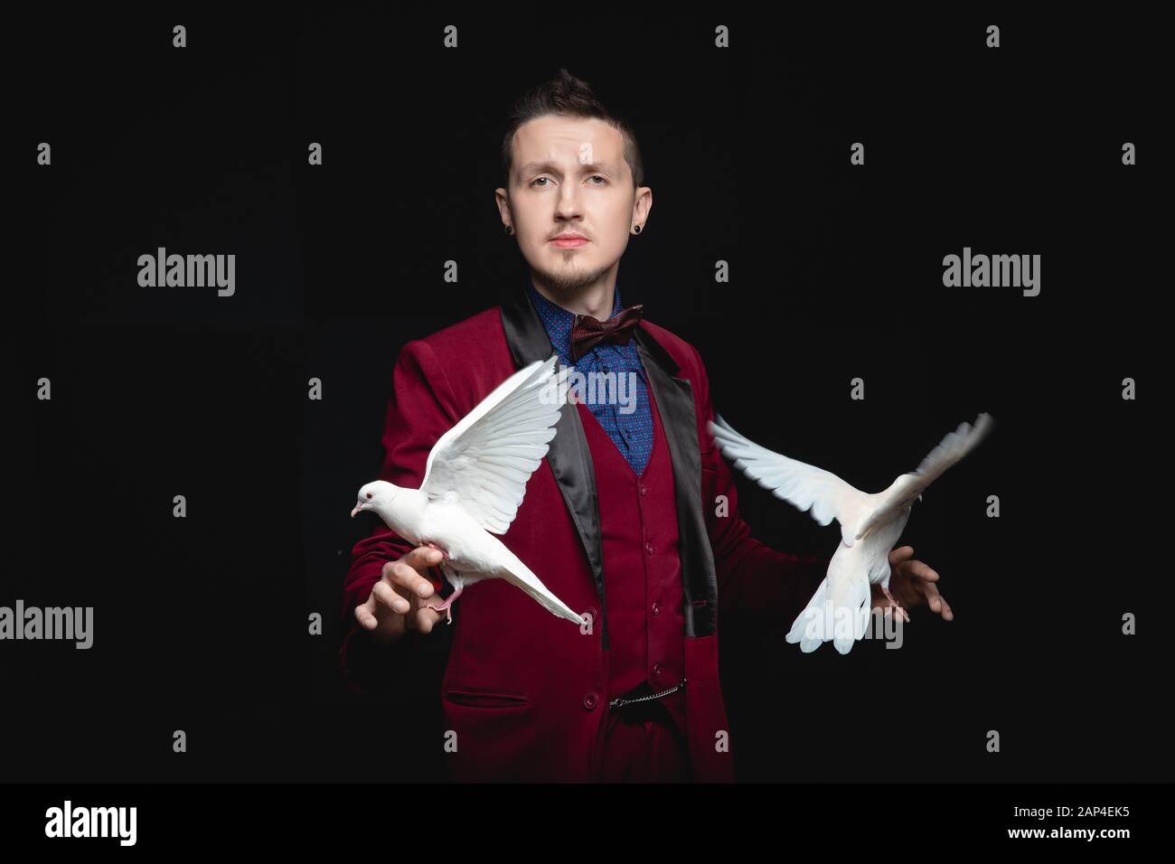 Magician man shows trick with trained two white dove bird Stock Photo