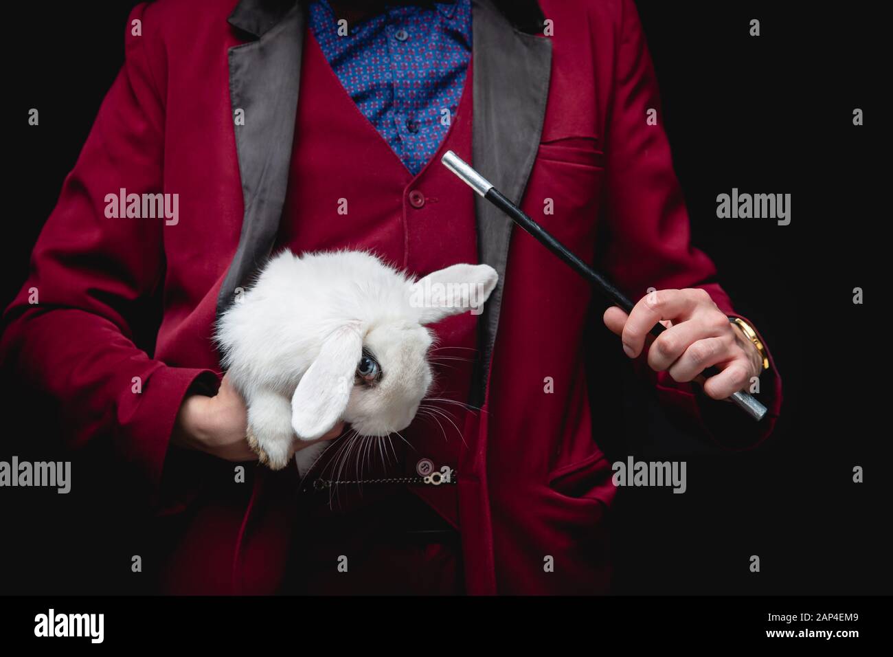 Magician shows trick with disappearance white rabbit in suitcase magic ...