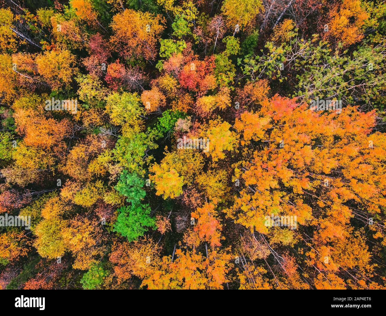 Aerial top view beautiful autumn forest with yellow and red trees Stock
