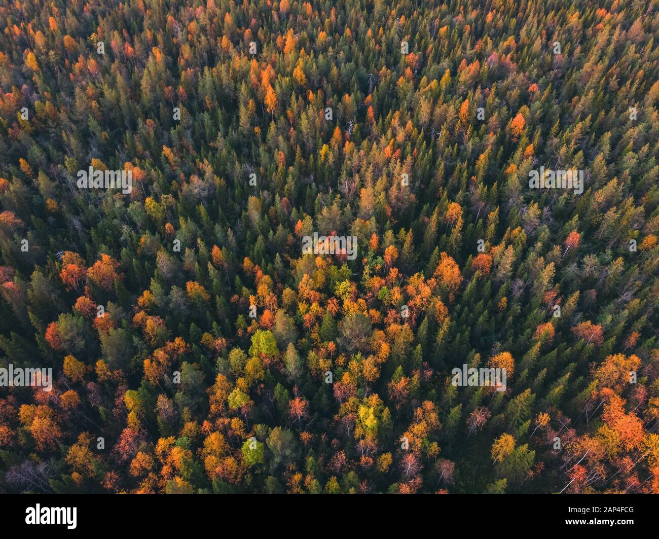 Aerial colorful creek forest hi-res stock photography and images - Alamy