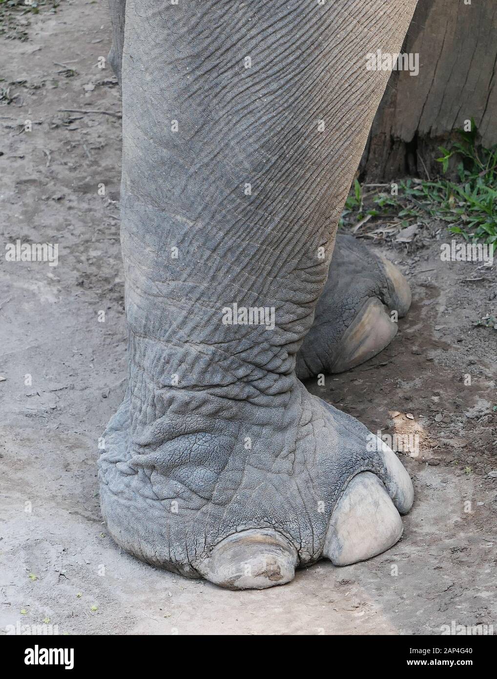 Elephant toe hires stock photography and images Alamy