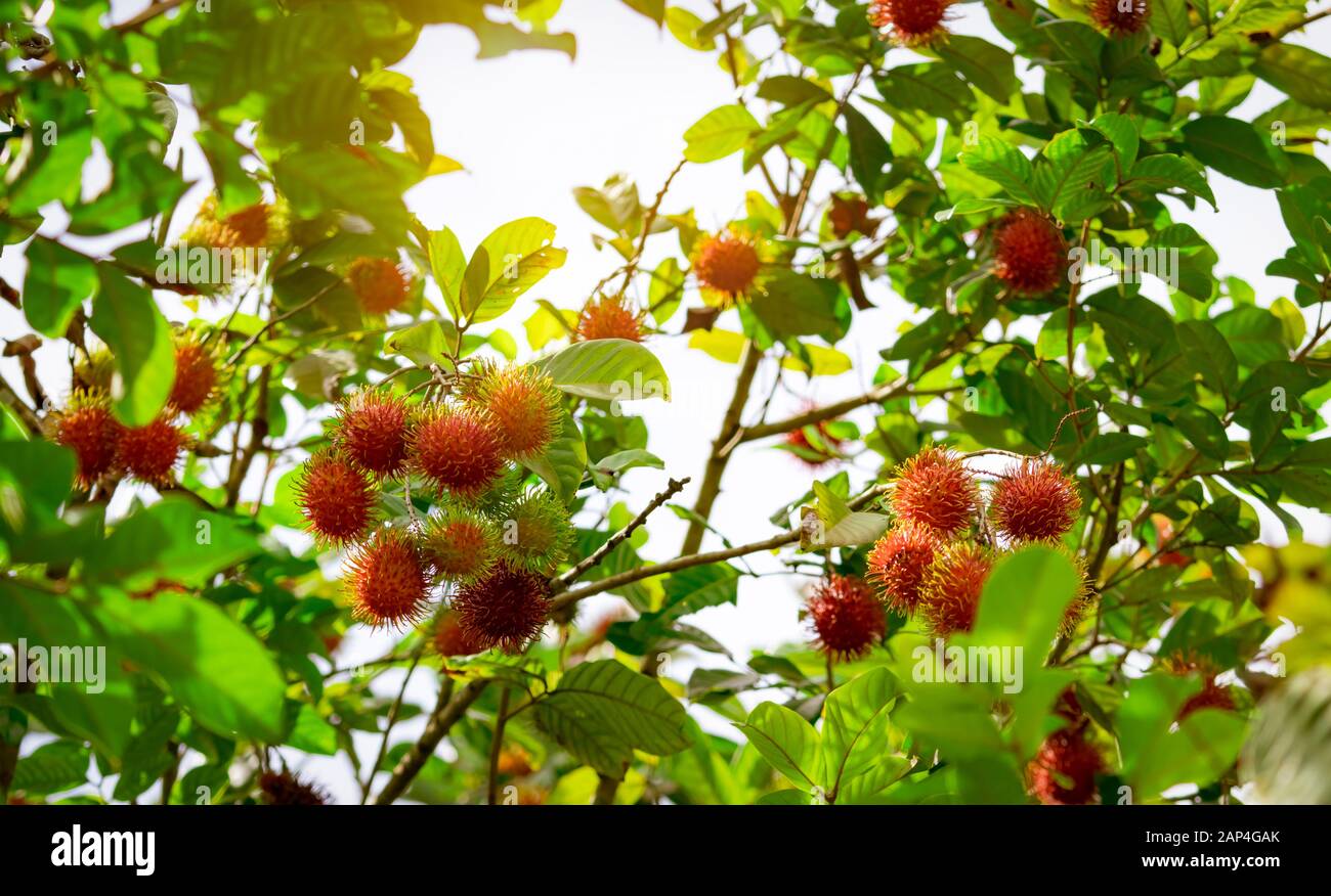 Rambutan orchard hi-res stock photography and images - Alamy