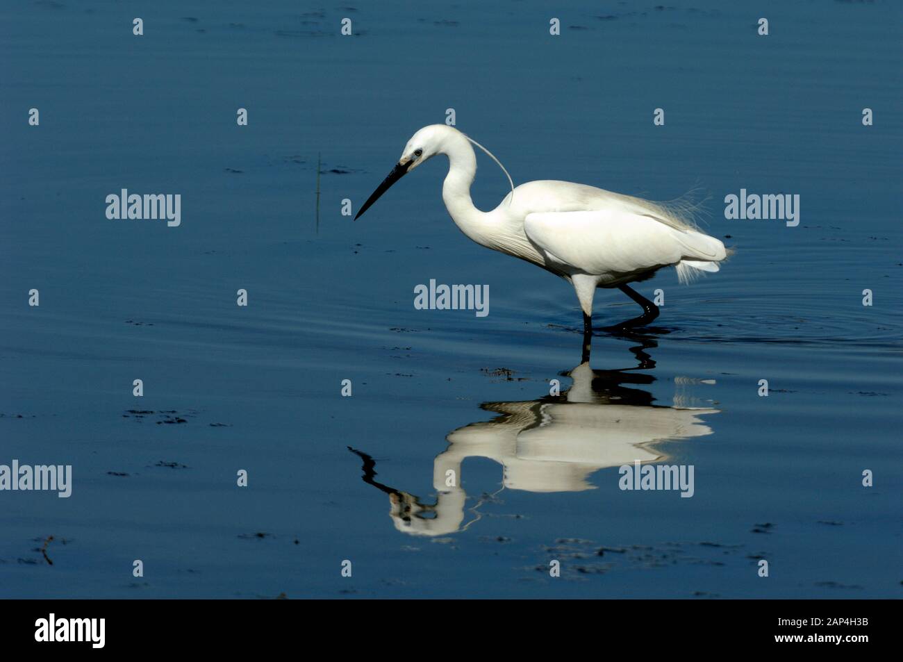 Little Egret, Egretta garzetta, Fishing & Reflected in Shallow Water of Etang de Vaccarès or Lake Camargue Wetlands & Nature Reserve Provence France Stock Photo
