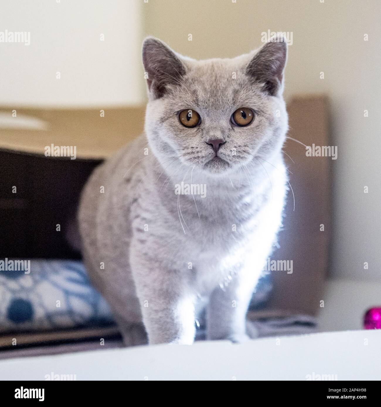 British Shorthair Lilac High Resolution Stock Photography And Images Alamy