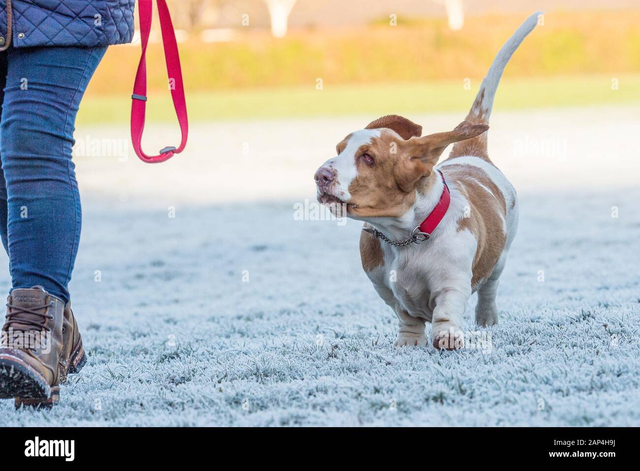 basset hound dog with owner going for a walk Stock Photo