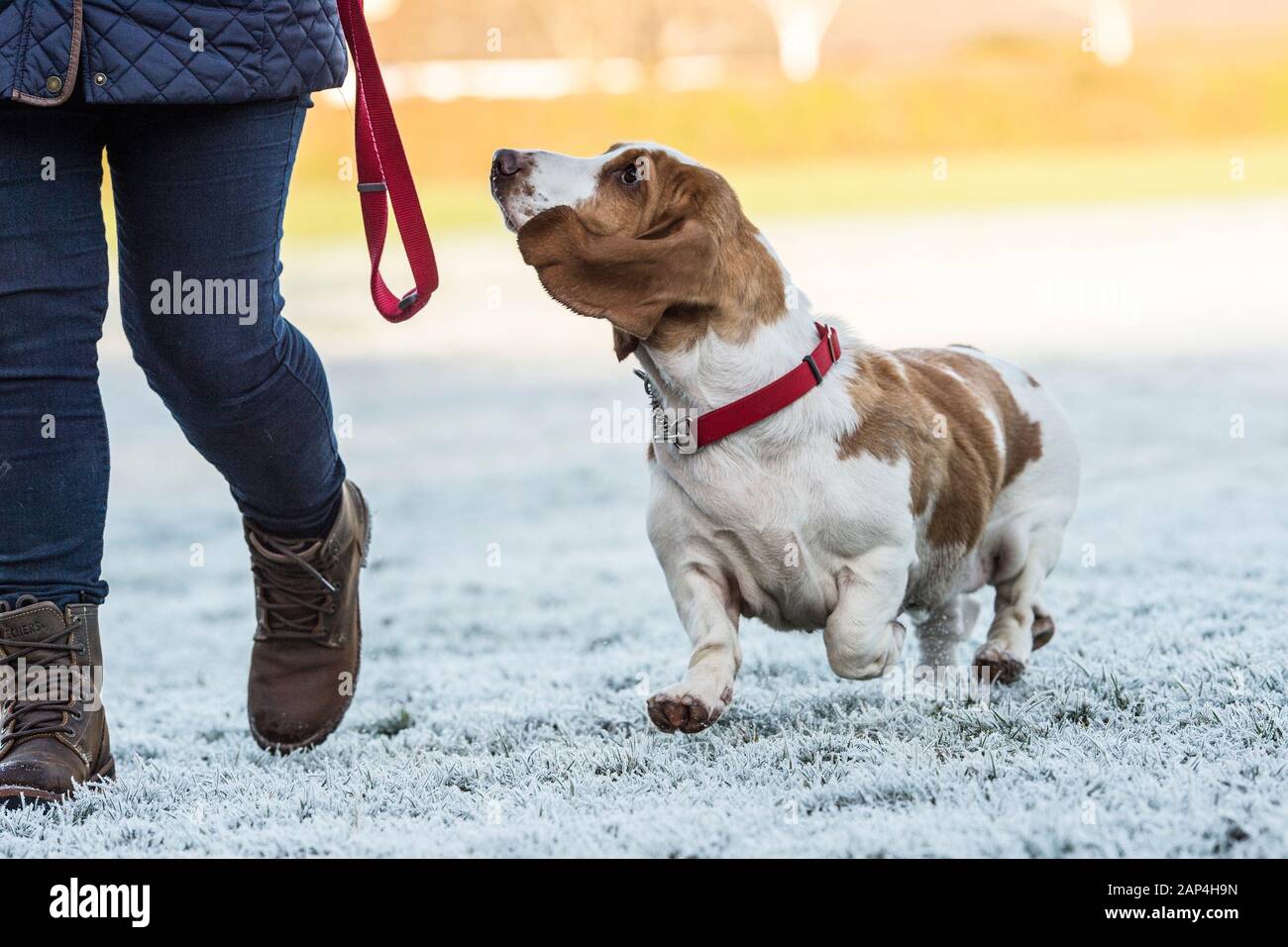 basset hound dog with owner going for a walk Stock Photo