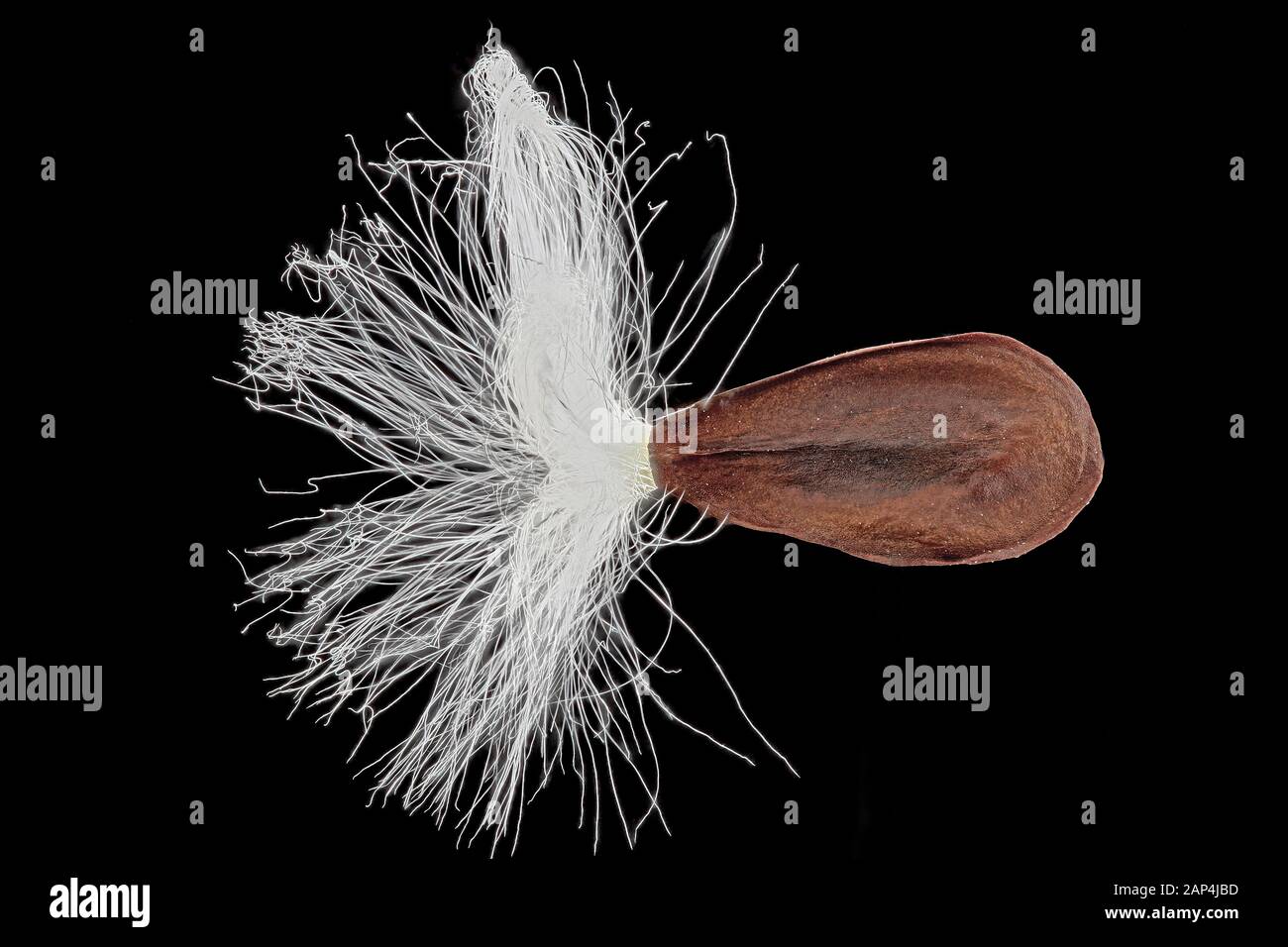 Vincetoxicum hirundinaria, White swallow-wort, Schwalbenwurz, close up, seed with tuft of hair Stock Photo