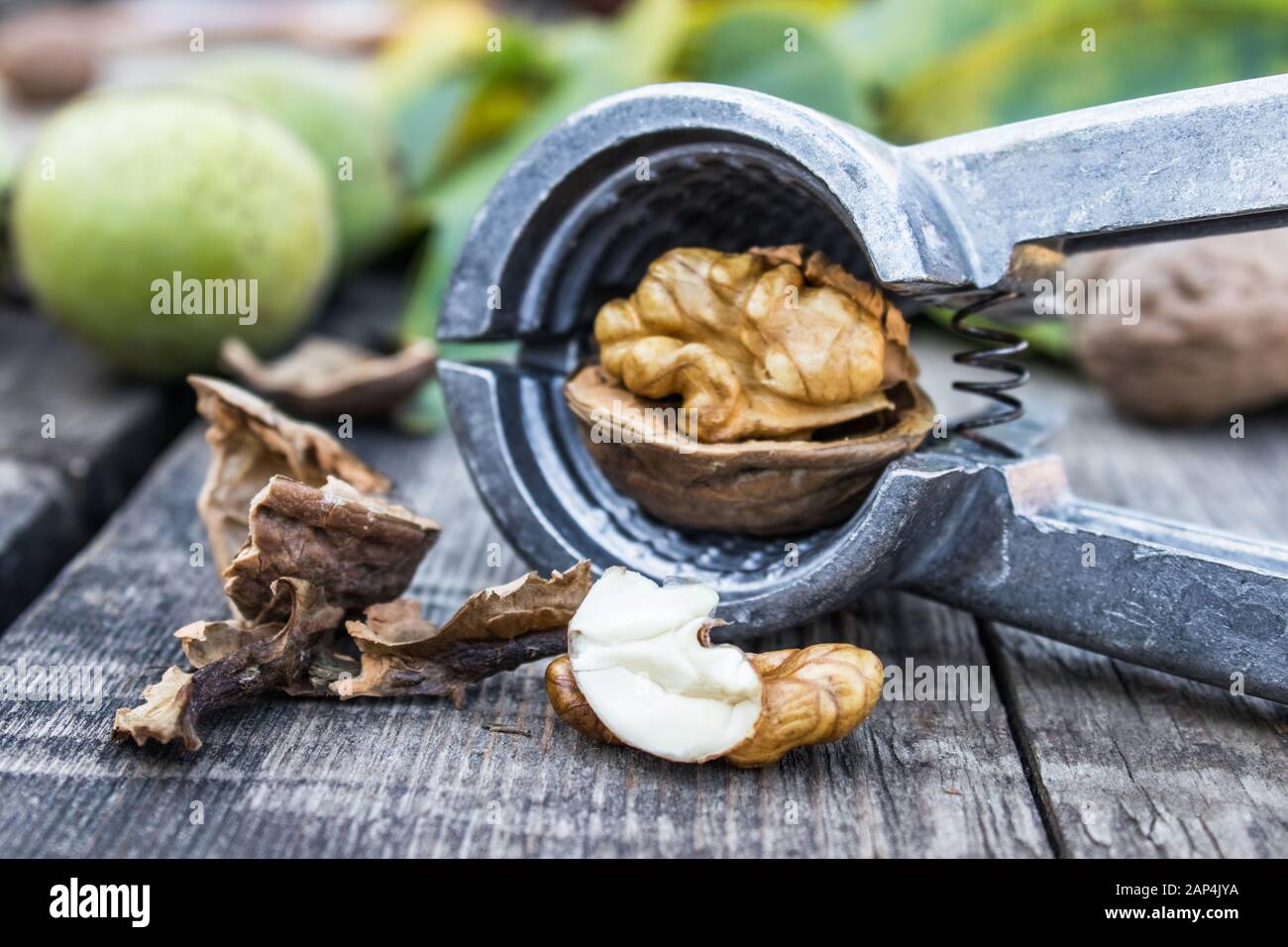Walnuts and walnut kernels lie on a rustic old wooden table near the nutcracker. Kernels of walnuts. Harvest walnuts. Stock Photo