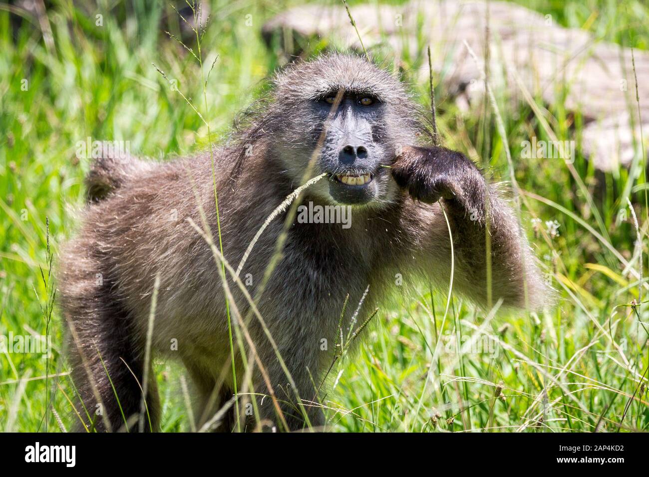 Close up of a Baboon grabbing a blade of grass with it's hand and eating the upper part of it, South Africa Stock Photo