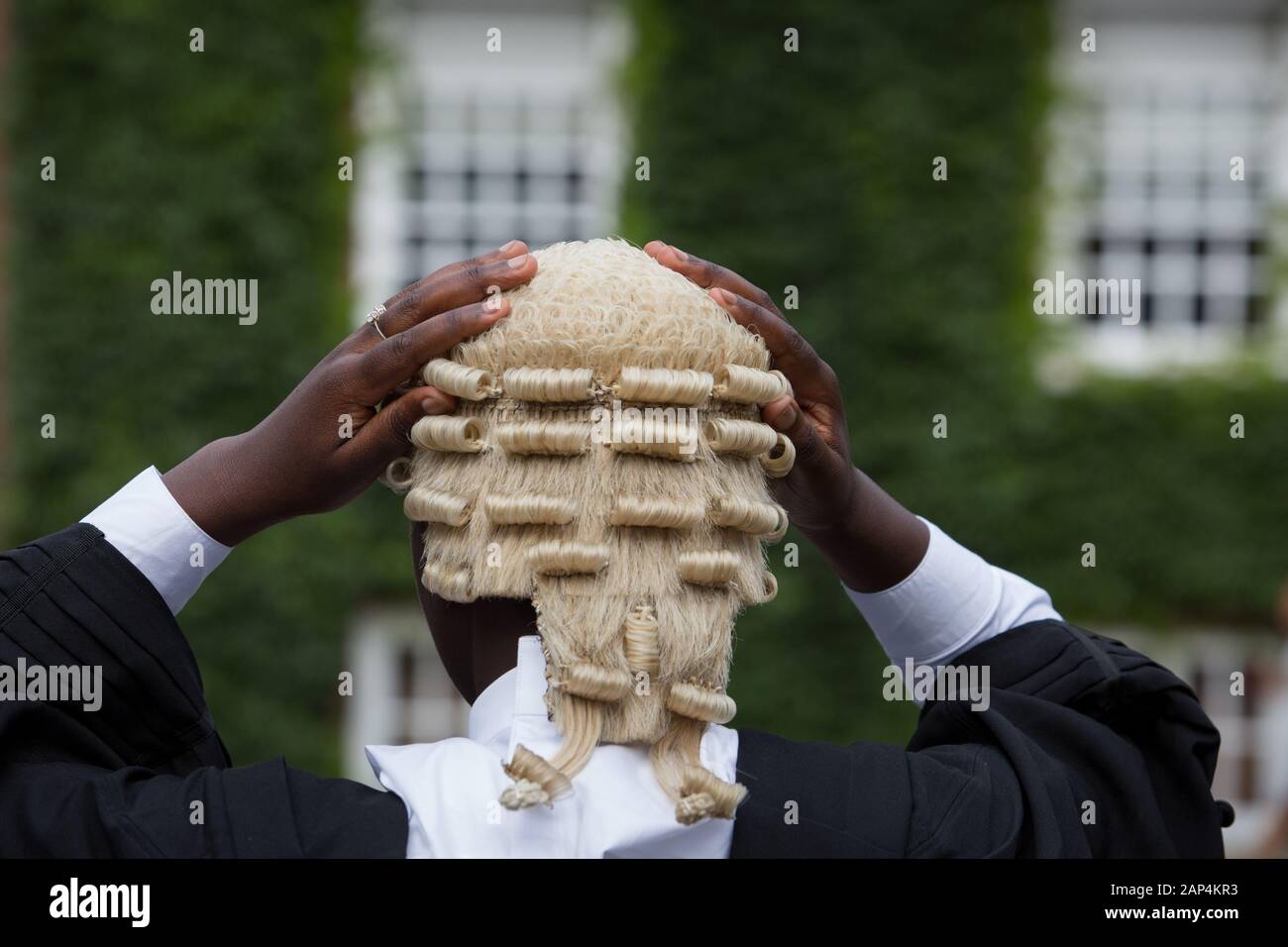 A wig being put on by a black female barrister,  as worn by a barrister or judge in England and Wales, also known as a peruke. Stock Photo