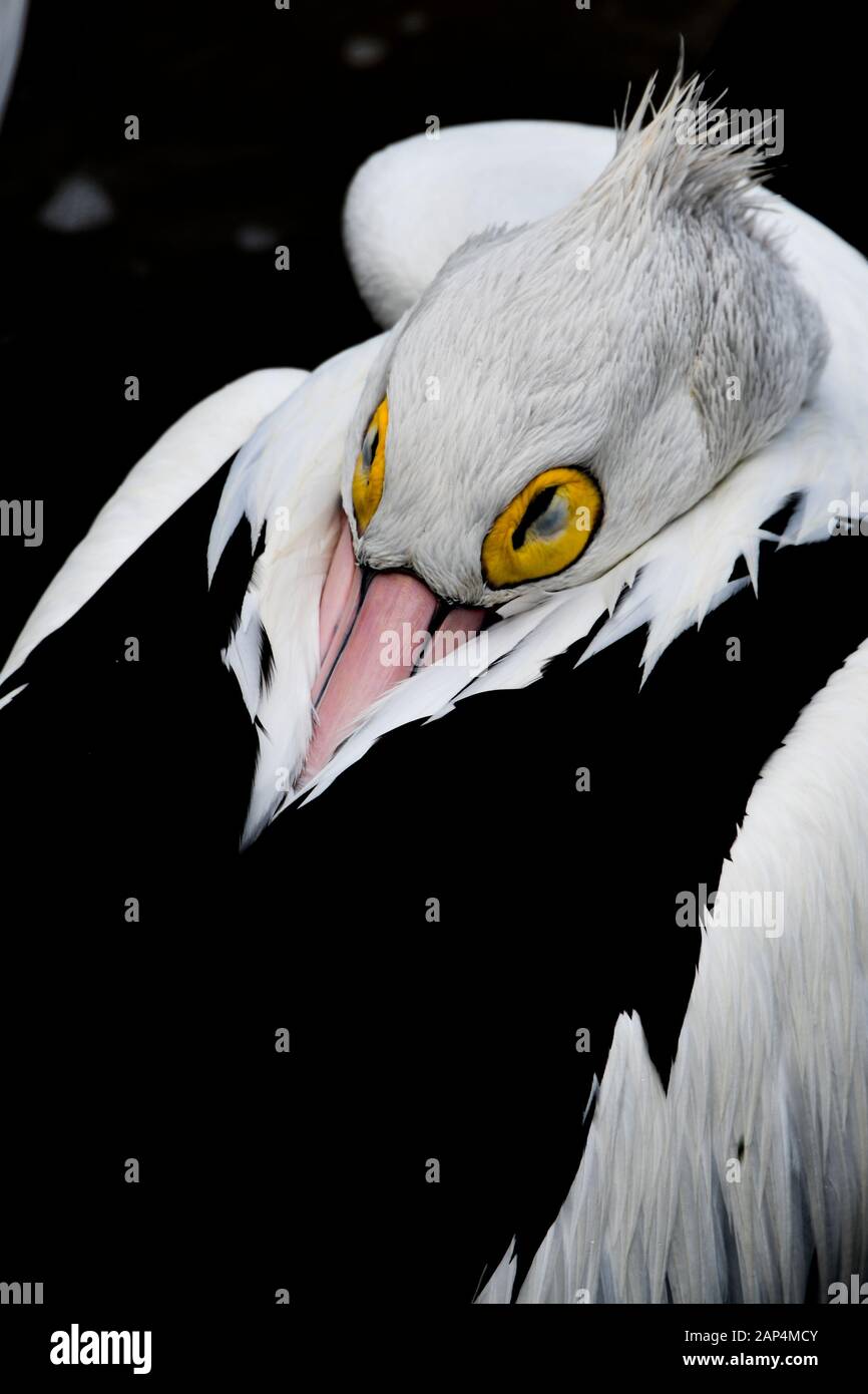 A Closeup Of Black And White Pelican With Yellow Eyes Pink Beak And Spiky Hair Resting After A Days Fishing Stock Photo Alamy