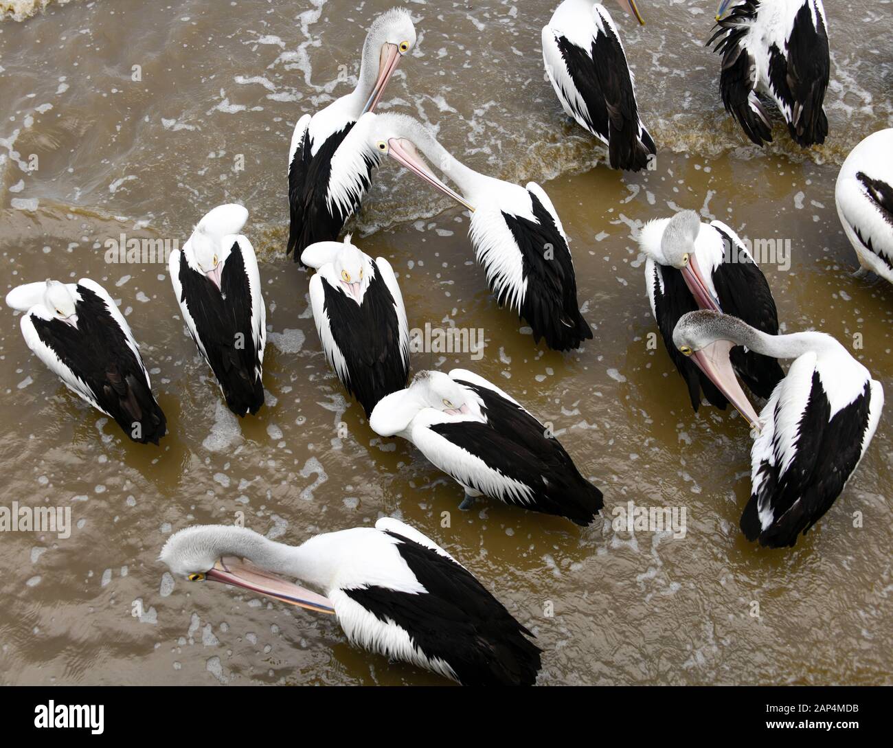 A flock of Pelicans resting and cleaning their feathers in the shallows on a beach Stock Photo