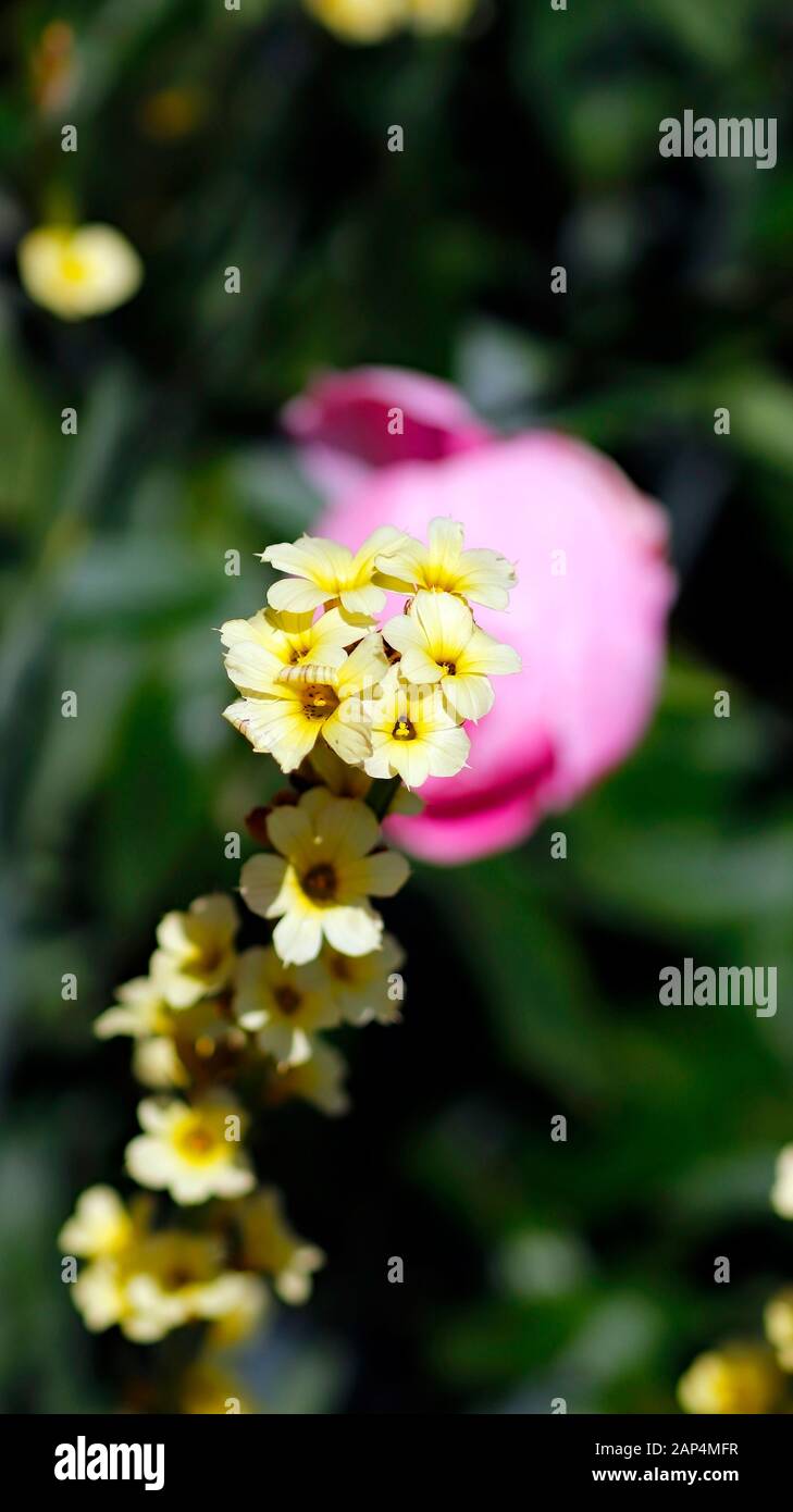 Spring Flowers at Trentham Gardens, Stoke on Trent Stock Photo Alamy