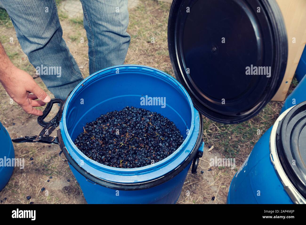 Wine making process hires stock photography and images Alamy