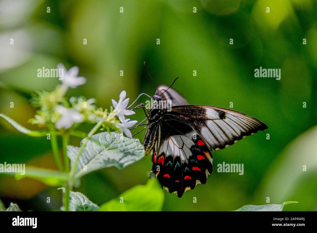 A Orchid Swollowtail Black White Red Blue Butterfly - Papilo Aegeus resting on top of White Flowers and Green Leaves in Garden Sun closeup Stock Photo