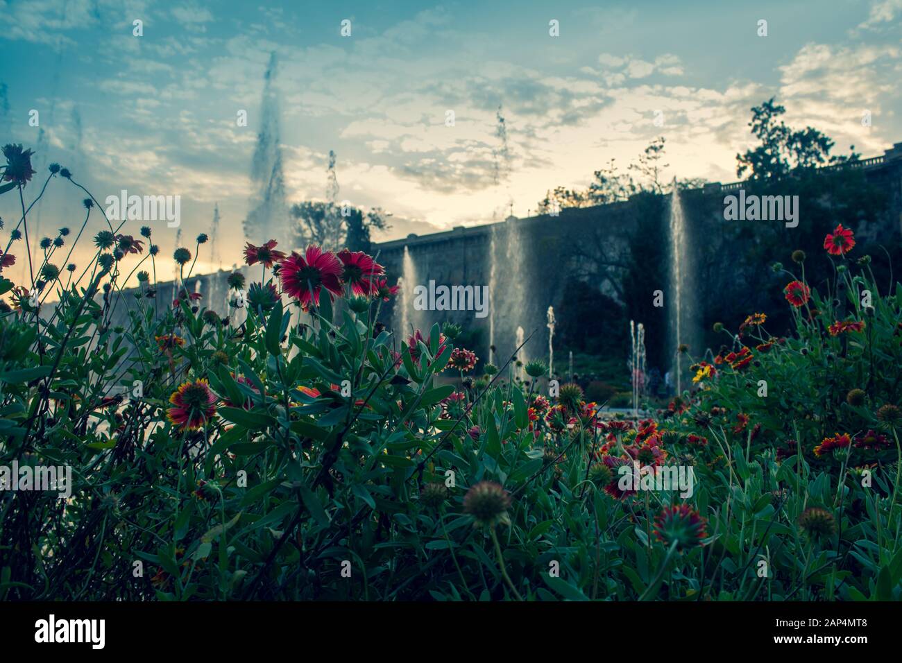 Mysore, Karnataka / India - January 01 2020: Beautiful flowers and water fountains in Brindavan Gardens during sunset with KRS dam in background, Myso Stock Photo