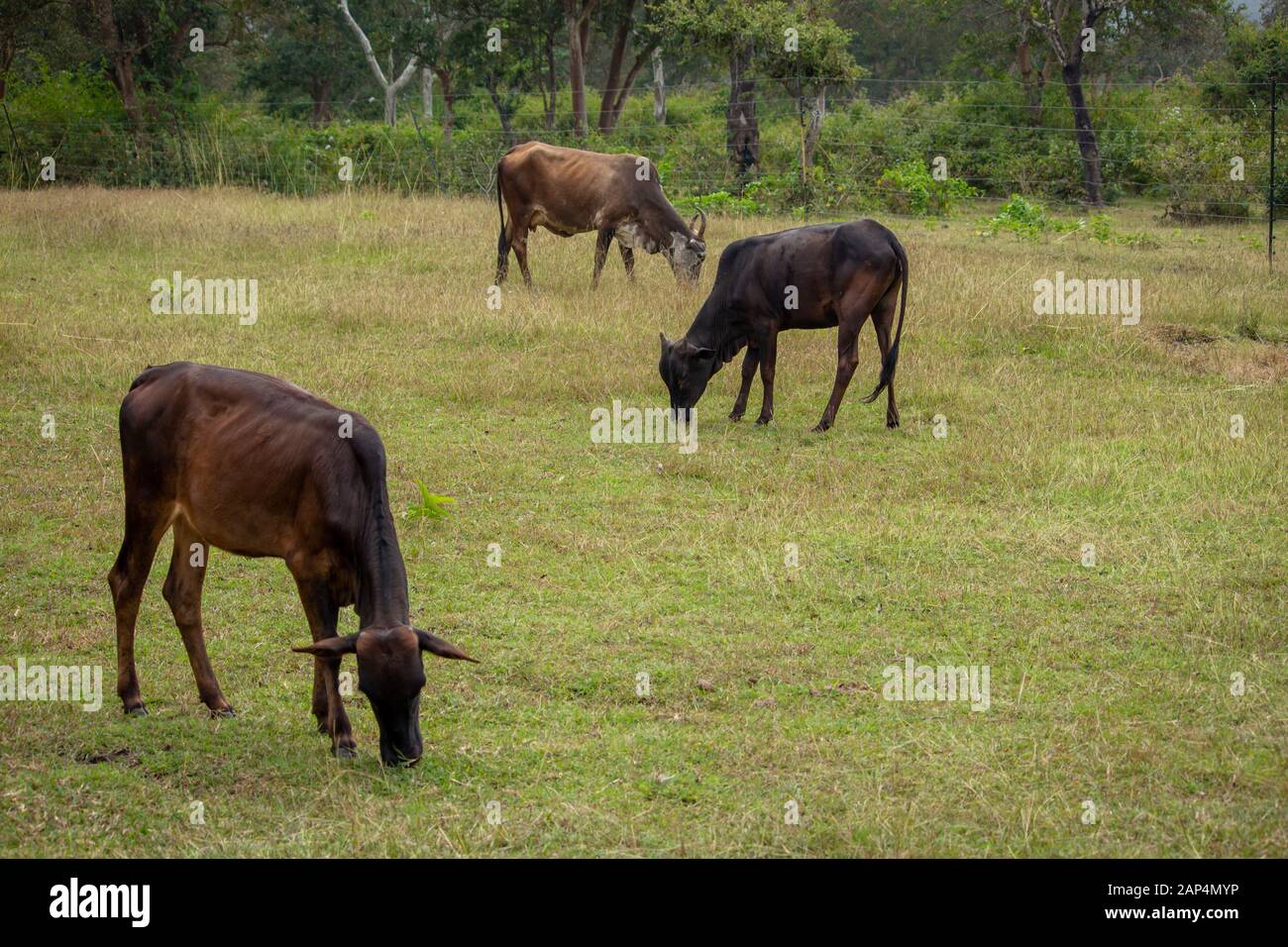 State animal of tamil nadu hi-res stock photography and images - Alamy State animal of tamil nadu hi-res stock photography and images - Alamy
