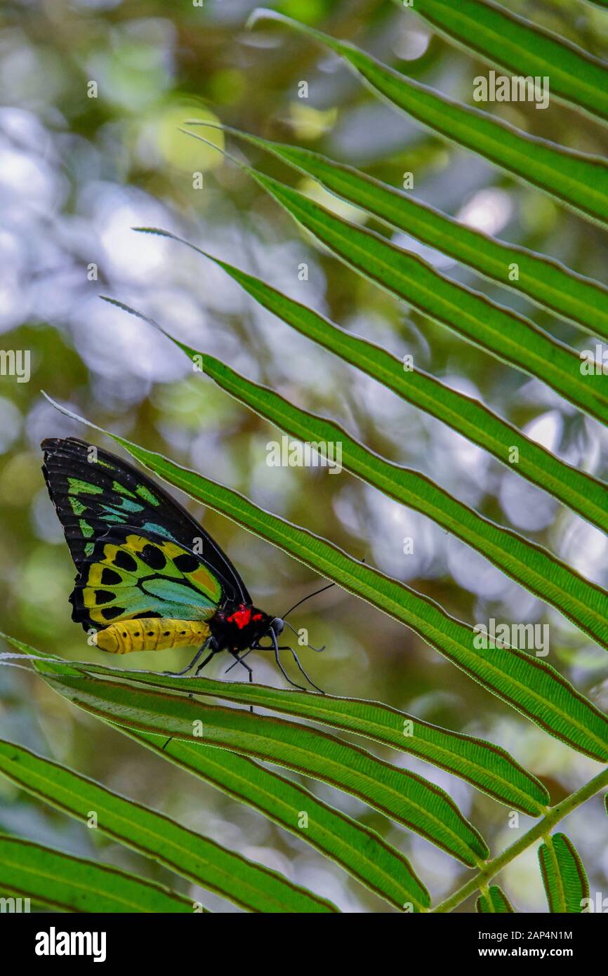 Green birdwing butterfly hires stock photography and images Alamy