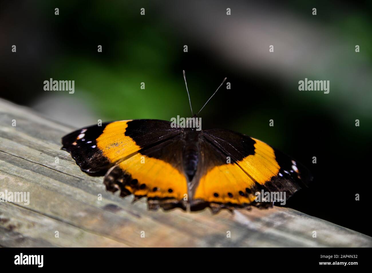 Female Lurcher Orange Black Butterfly, Yoma Sabina, closeup on Log with Green Leaves in background Garden Sun closeup Stock Photo