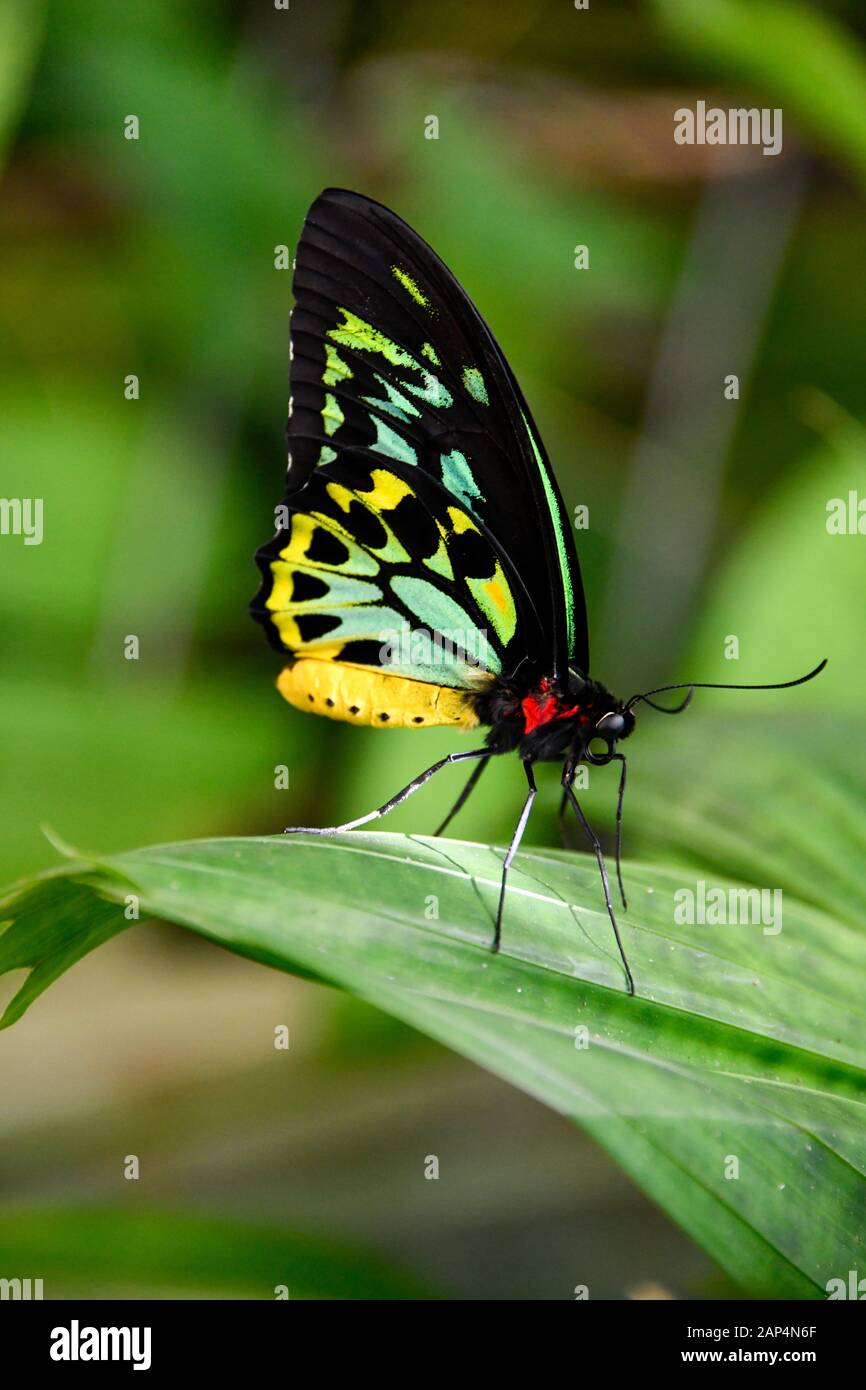 Cairns Birdwing Butterfly, Ornithoptera Euphorion - Large Beautiful ...