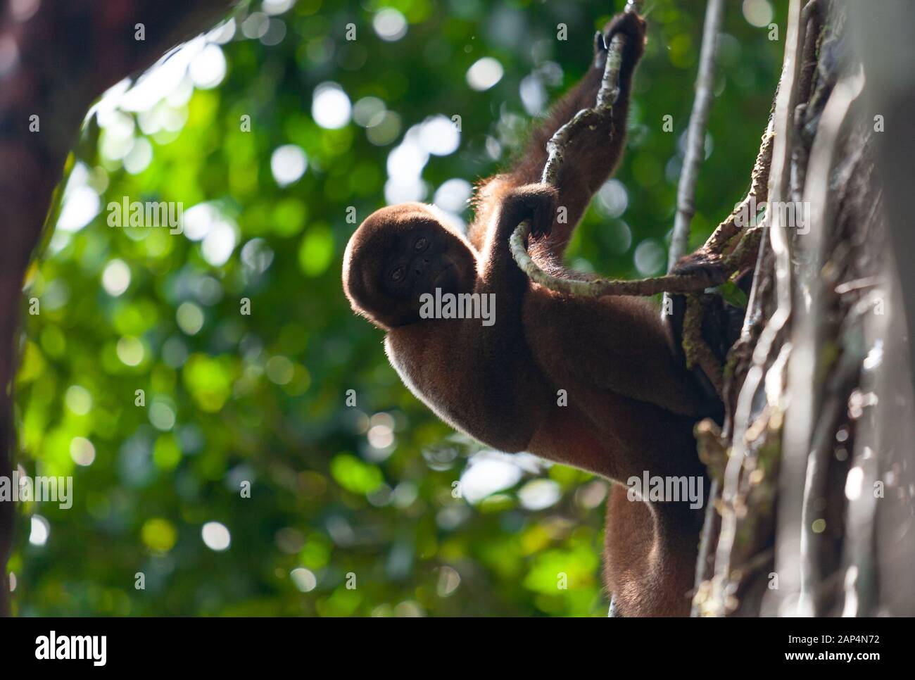 Woolen monkey in nature, sitting on a tree, Amazon river. Stock Photo