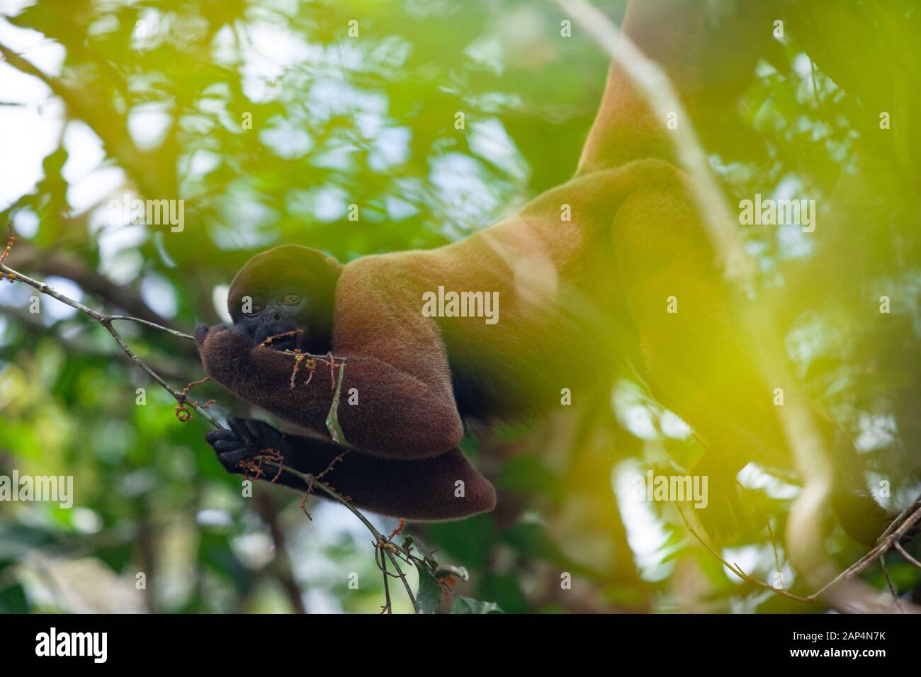 Woolen monkey in nature, sitting on a tree, Amazon river, green blur. Stock Photo