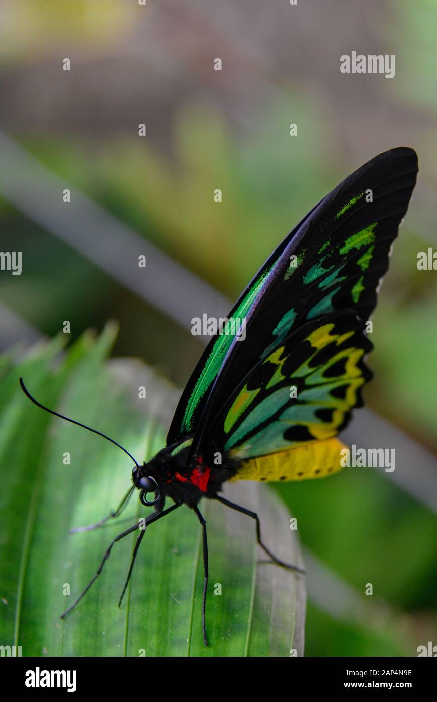 Cairns Birdwing Butterfly, Ornithoptera Euphorion Large Beautiful