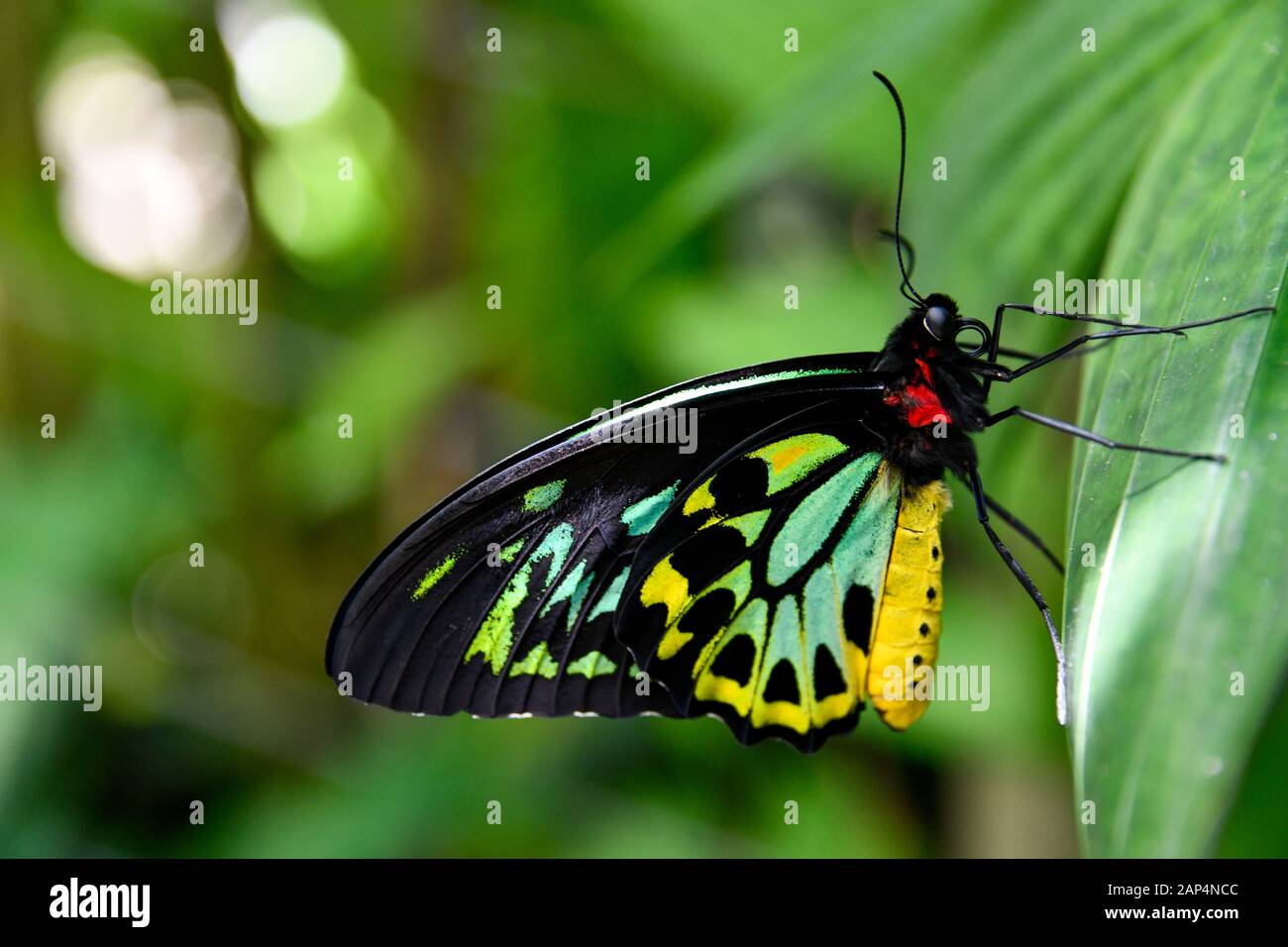 Cairns Birdwing Butterfly, Ornithoptera Euphorion - Large Beautiful Colourful Bright Tropical Australian Butterfly closeup Stock Photo