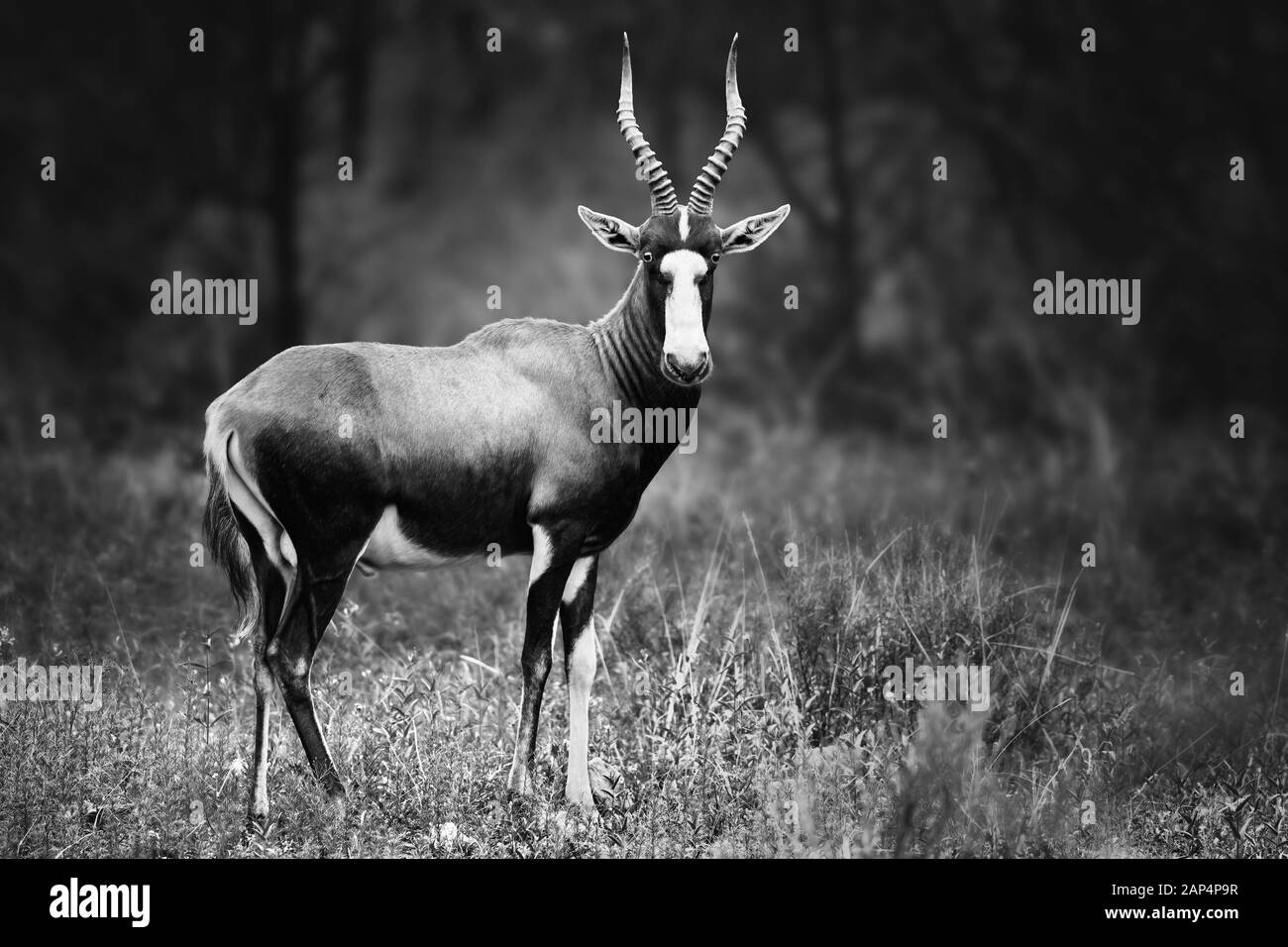 Blesbok, Damaliscus pygargus phillipsi, or blesbuck male black and white full body portrait highly focused in South Africa Stock Photo