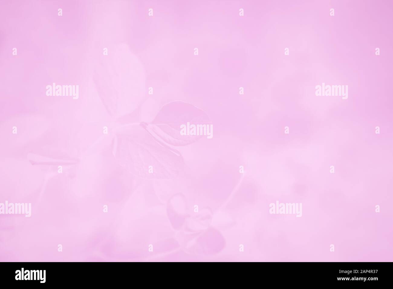 Pastel pink gradient abstract background with leaves pattern Stock