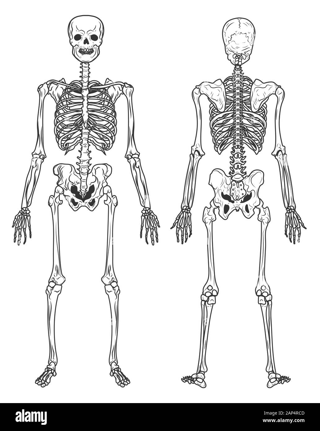 Skeleton structure back and front view, human bones Stock Vector