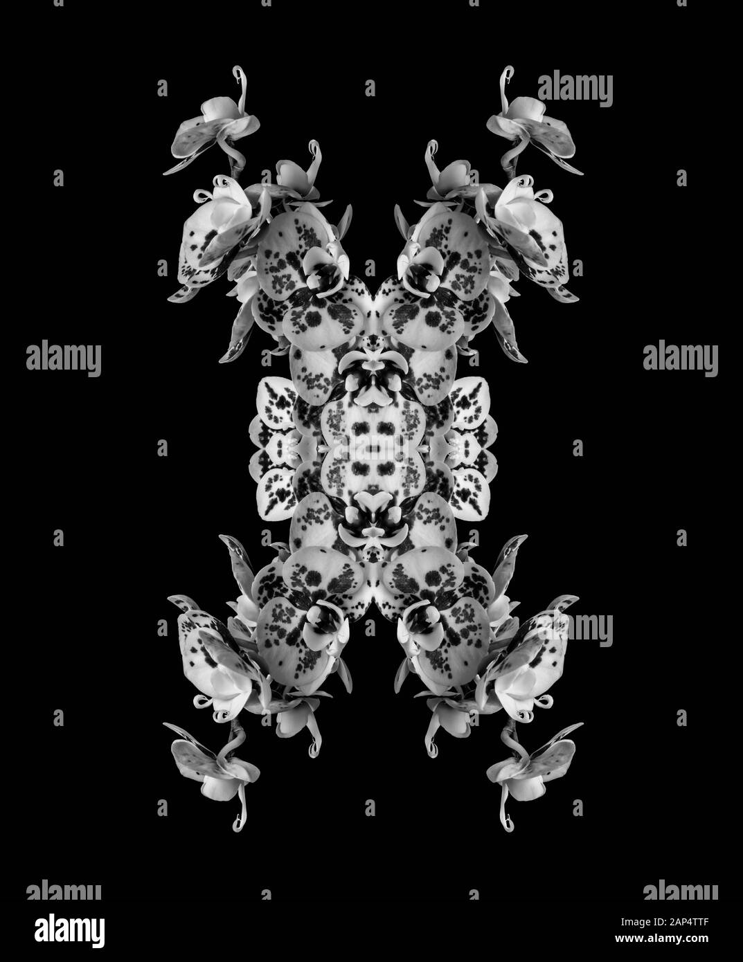 Surrealistic monochrome symmetrical pattern of white veined orchid blossoms on black background Stock Photo