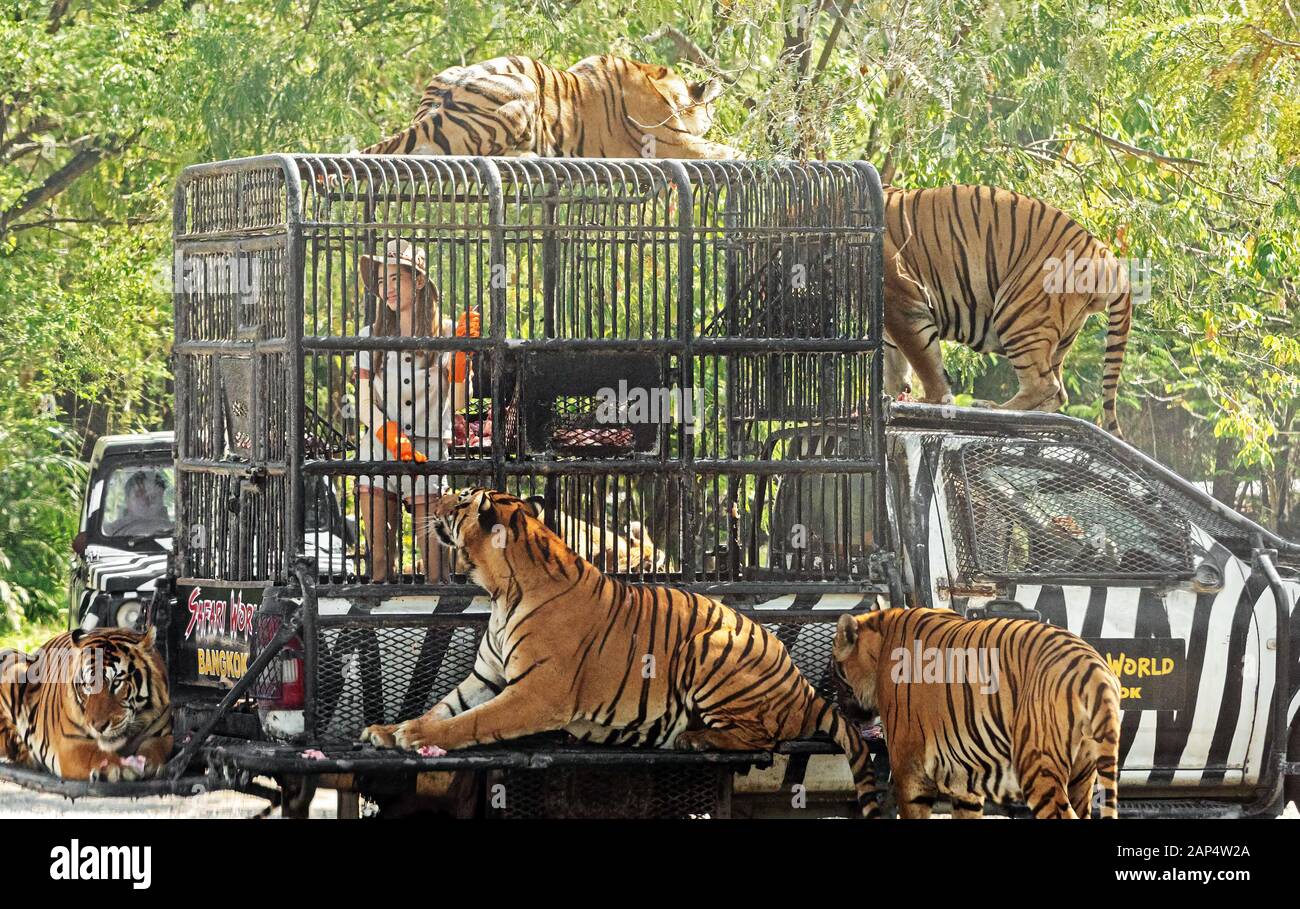 Safari World Thailand High Resolution Stock Photography And Images Alamy Safari World Thailand High Resolution Stock Photography And Images Alamy