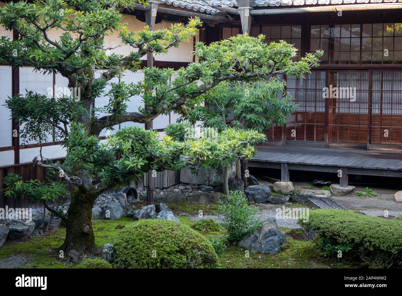 Natural green trees in a Japanese garden Stock Photo - Alamy