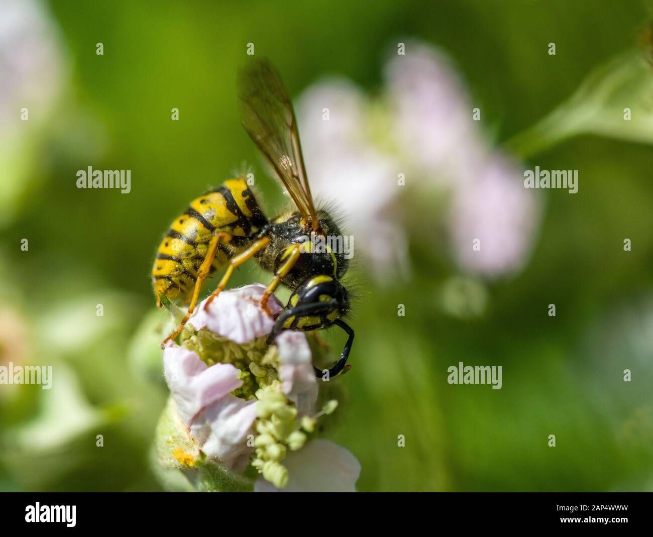 The Common Wasp, Vespula vulgaris, on a pink flower in the height of summer. Its distinctive yellow and black serves as a warning! Stock Photo